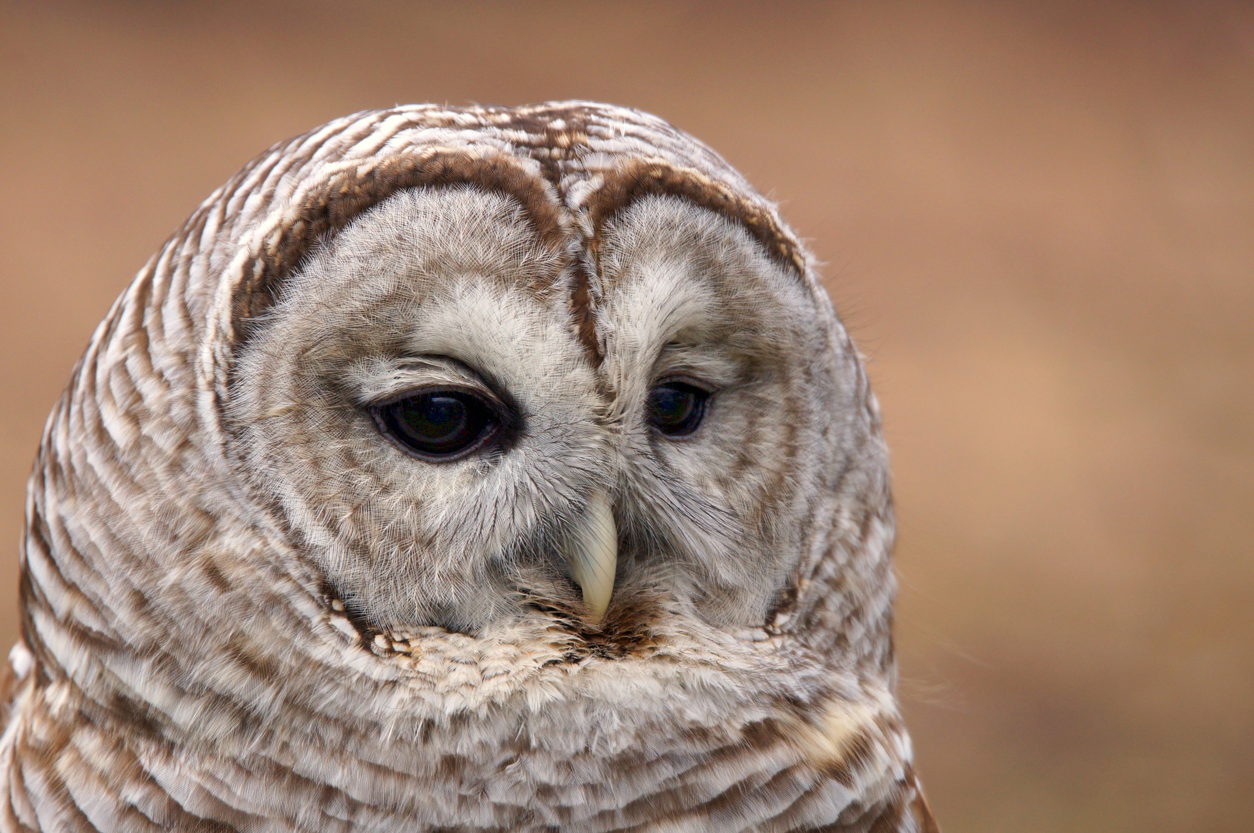 Owls — The Raptor Trust